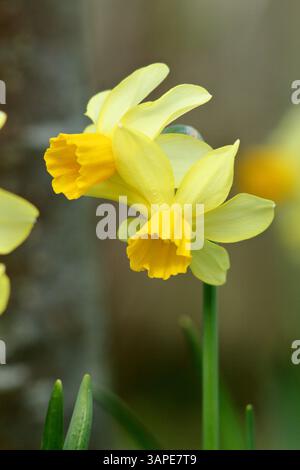 Narcissus Eaton Song, une jonquille miniature dans un jardin de printemps Royaume-Uni. Souvent à têtes multiples. Banque D'Images