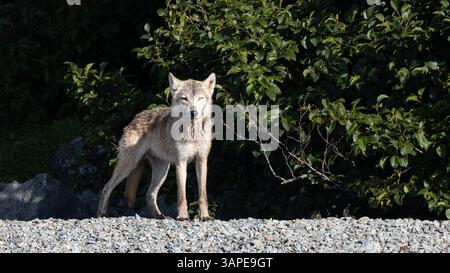 Loup gris solitaire, Canis lupus, se promène le long d'un rivage rocheux à la recherche de possibilités de chasse, parc national et réserve de Katmai, Alaska, États-Unis Banque D'Images