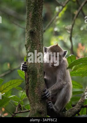 Un macaque à longue queue (Macaca fascicularis), également connu sous le nom de macaque mangeur de crabes ou macaque cynomolgus, observe ses environs dans un fores pluviaux Banque D'Images