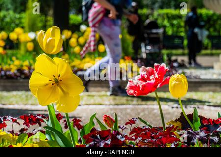 Londres, Royaume-Uni. 16 avril 2025. Les dernières tulipes en fleurs et en fleurs offrent une toile de fond aux touristes et aux travailleurs du midi. Les gens apprécient le temps ensoleillé du printemps à Regent's Park, Londres. Crédit : Guy Bell/Alamy Live News Banque D'Images