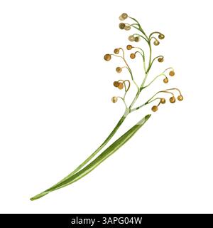 Meadow flower, grass with brown flowers and green leaves, meadow grass hand drawn with watercolor. Watercolor illustration. Perfect for printing on Banque D'Images
