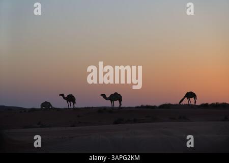 Silhouettes de chameaux dans le désert de Rub Al Khali au crépuscule, Sultanat d'Oman. Dunes de Wahiba Sands au coucher du soleil, péninsule arabique Banque D'Images