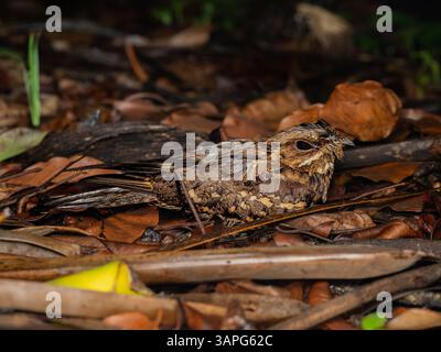 Caprimulgus affinis, également connu sous le nom de Nightjar allié ou Nightjar de Franklin, est une espèce de Nightjar trouvée en asie du Sud Banque D'Images