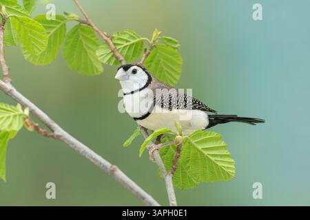 finch à double barreau, Stizoptera bichenovii Banque D'Images