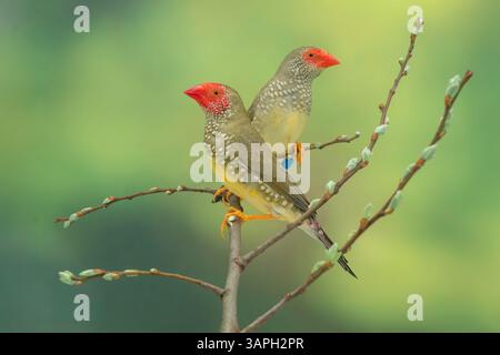 Star finch, Bathilda ruficauda Banque D'Images