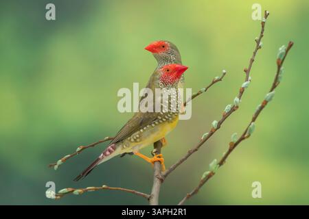 Star finch, Bathilda ruficauda Banque D'Images