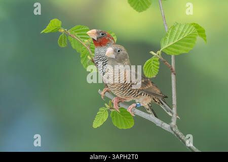 finch à tête rouge, Amadina erythrocephala Banque D'Images