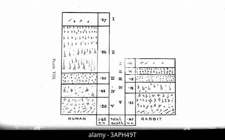 Cet article traite du cas de Mary Barnes, 12 ans en 1894, qui a développé 10 personnalités distinctes après une maladie. Chaque personnalité présentait des traits différents tels que la cécité, la surdité et la paralysie. Les personnalités apparaissaient par intermittence et étaient associées à des niveaux d'intelligence variables. Dr Wilson fournit des descriptions détaillées et comprend des lettres écrites par les personnalités. Un bref aperçu du système nerveux est également fourni. Banque D'Images