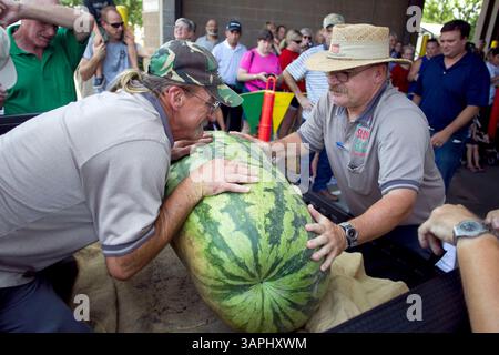 4 août 2011 - Raleigh, NC, États-Unis - les employés du State Farmers Market inspectent un melon cultivé par Larry Boyette lors du plus grand concours de pastèques le jeudi matin 4 août 2011 lors de la Journée annuelle de la pastèque du marché à Raleigh, Caroline du Nord. (Crédit image : © Robert Willett/Raleigh News & observer/MCT/ZUMAPRESS.com) Banque D'Images