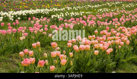 Tulipes en rose pastel doux et blanc, avec une rangée vibrante de tulipes violettes, orange et jaunes au loin. Banque D'Images