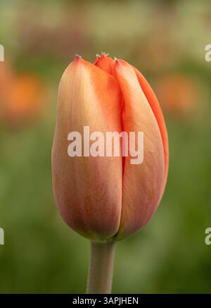 Gros plan d'un bourgeon de tulipe partiellement ouvert de couleur orange pâle. Impression d'abricot tulipe. ROYAUME-UNI Banque D'Images