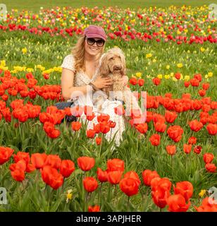 Jeune femme souriant à la caméra, portant une robe d'été, tenant un chien Cockapoo dans un champ de tulipes, West Yorkshire, Royaume-Uni Banque D'Images