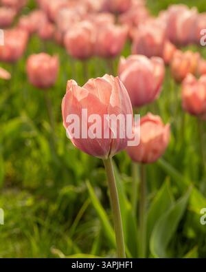 Tulipe rose pâle rétroéclairée vue sur un fond flou par un jour ensoleillé de printemps. Banque D'Images
