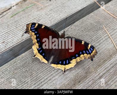 Manteau de deuil papillon reposant sur un pont Banque D'Images