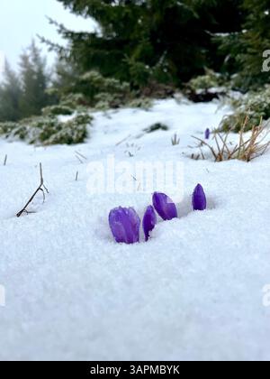 Les crocus sont visibles sous la neige, la neige blanche dans la forêt, le printemps Banque D'Images