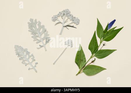 Feuilles pressées et séchées isolées sur fond blanc. Pour une utilisation dans les motifs floraux, les herbiers, le scrapbooking. Banque D'Images