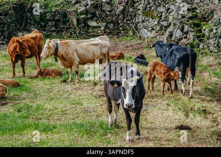 Pâturage des bovins dans les pâturages des Açores : troupeau de vaches et de veaux dans un champ vert luxuriant, Sao Jorge, Açores, Portugal. Scène de ferme rurale sereine Banque D'Images