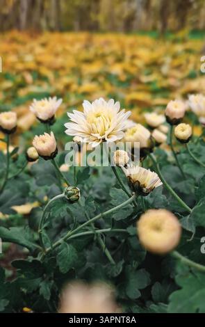 Gros plan de chrysanthèmes jaune clair dans un jardin, avec un fond flou de feuillage vert et de feuilles d'automne colorées tombant des arbres. FAL Banque D'Images