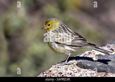 canari Atlantique (Serinus canaria) debout en vue latérale sur un mur Banque D'Images