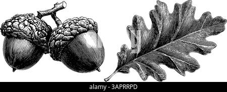 Ensemble d'illustration de la nature gravé mettant en vedette le loup, la lune et le pin pour les projets de conception. Illustration de Vecteur