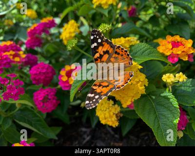 Peint Lady Butterfly dans un jardin de fleurs Banque D'Images