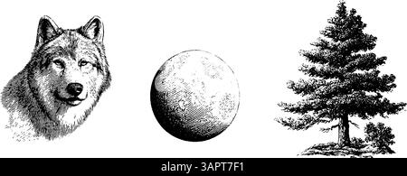 Ensemble nature gravé avec loup, lune et pin pour l'art et le design. Illustration de Vecteur
