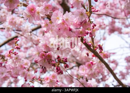 Gros plan sur les vibrantes fleurs de cerisier roses dans Full Bloom Banque D'Images
