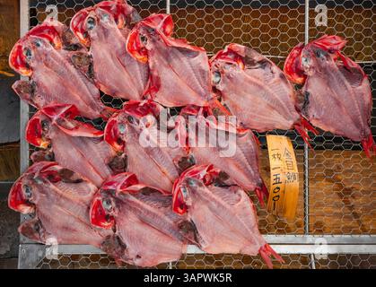 Un lot de splendides poissons alfonsino japonais appelés kinmedai, reconnaissables à leur couleur rouge vif, fraîchement pêchés et coupés en deux, séchant sur un fil Banque D'Images