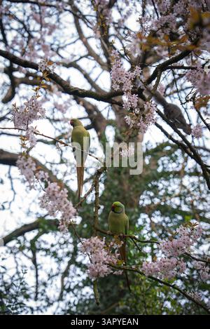 Deux perruches vertes perchées sur Blossoming Tree branches à Londres Banque D'Images