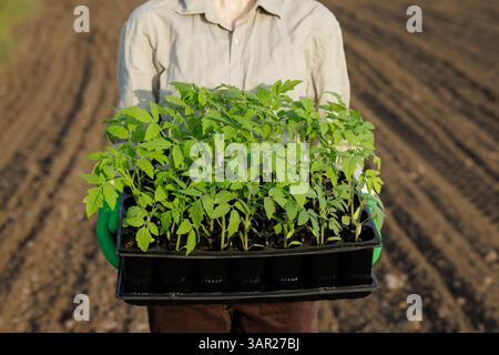 Agriculteur tenant un plateau de jeunes plants de tomates prêts à être repiqués dans un champ agricole fraîchement labouré. Banque D'Images