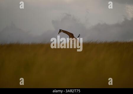 Girafe courant à travers les plaines du Masai Mara, Kenya avec la tempête entrante Banque D'Images