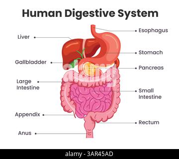 Clipart graphique du système digestif humain. Système digestif dessin clip art avec étiquette des organes internes du corps diagramme infographique pour élémentaire Illustration de Vecteur