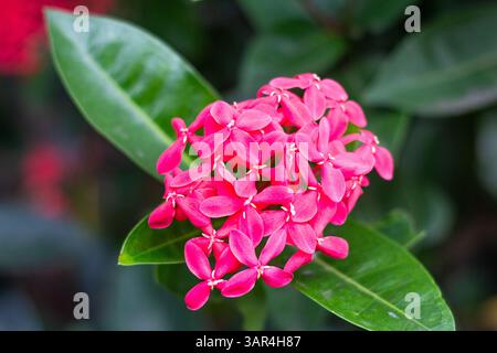 Un groupe de fleurs roses Ixora, localement connu sous le nom de santan, fleurissant brillamment dans un jardin tropical aux Philippines Banque D'Images