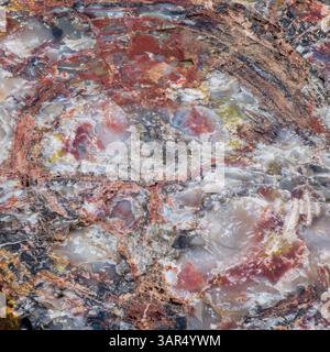 Gros plan de bois pétrifié coloré montrant des motifs minéraux complexes en rouge, gris, jaune et noir, avec de riches textures fossilisées. Banque D'Images