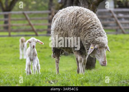 Moutons et jeunes de la race Wuerttemberger, également connu sous le nom de mouton Merinoland. Pâturage de moutons sur l'Alb souabe avec de l'agneau. Beuren, Bade-Wuertemberg, G. Banque D'Images
