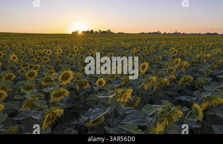 Champ avec tournesols (Helianthus annuus) en fleurs avec coucher de soleil, vue aérienne près de Priestewitz, Saxe, Allemagne, Europe Banque D'Images