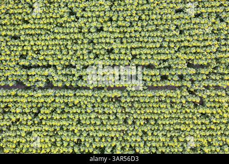 Vue aérienne verticale d'un champ de tournesols (Helianthus annuus) en fleurs, Priestewitz, Saxe, Allemagne, Europe Banque D'Images