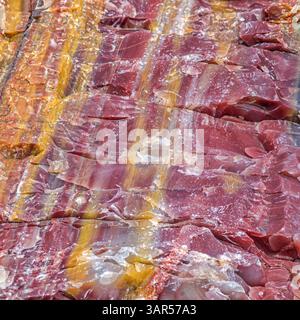 Gros plan de bois pétrifié coloré avec de fortes bandes de minéraux rouges, jaunes et blancs, montrant une texture fossilisée et une structure en couches. Banque D'Images