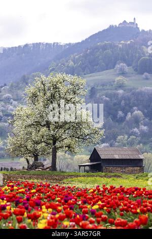 Champ de tulipes pour l'auto-cueillette près de Nabern sur l'Albtrauf de l'Alb souabe Kirchheim unter Teck, Bade-Wuertemberg, Allemagne, Europe Banque D'Images