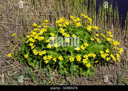 Marais-Marais ou Kingcup (Caltha palustris) avec des fleurs jaunes sur le côté du fossé entre les roseaux tondus et les jeunes pousses de roseau. Printemps, avril pays-Bas Banque D'Images