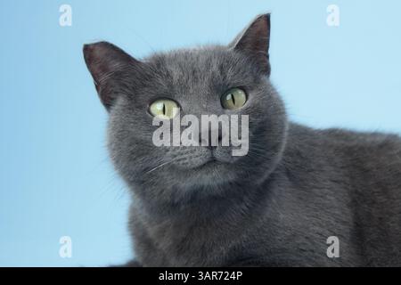 La tête du chat est légèrement inclinée vers le haut, avec des yeux jaune-vert vifs. La fourrure courte et les oreilles pointues rendent le profil expressif. Banque D'Images