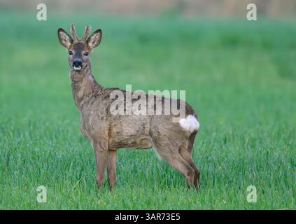 Reitwein, Allemagne. 15 avril 2025. Un roebuck (Capreolus capreolus) saute à travers un champ dans l'Oderbruch tôt le matin. Crédit : Patrick Pleul/dpa/Alamy Live News Banque D'Images