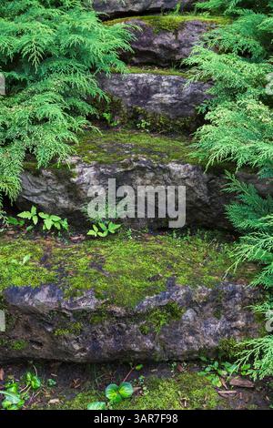 Marches en pierre naturelle recouvertes de Bryophyta - mousse verte et bordées par des arbustes Microbiota decussata dans le jardin arrière en pente en été. Banque D'Images