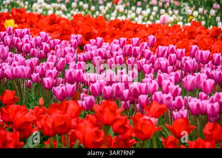 Un affichage coloré de tulipes roses et rouges remplit le jardin, créant un contraste saisissant parmi les feuilles vertes luxuriantes. Banque D'Images