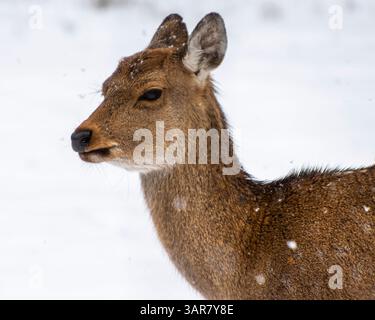 Un cerf femelle se tient immobile sur un fond de neige blanche, sa fourrure saupoudrée de flocons lors d'une douce chute de neige. Le cadre tranquille capture l'es Banque D'Images