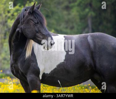Un magnifique cheval noir et blanc pose dans un pré animé, entouré de fleurs sauvages colorées. Le cheval semble calme et détendu, profitant de la végétation luxuriante Banque D'Images