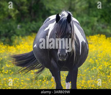 Un cheval noir et blanc avec un pelage saisissant se dresse fièrement dans un champ rempli de fleurs jaune vif. L'atmosphère est paisible sur un arrière-plan ensoleillé Banque D'Images