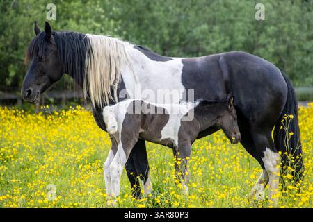 Un cheval noir et blanc se dresse paisiblement tandis que son poulain pèle à proximité dans un champ vibrant rempli de fleurs sauvages jaunes sous un ciel bleu clair. Banque D'Images