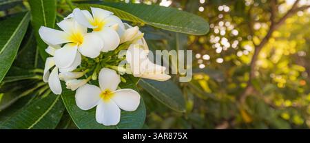 Gros plan de fleurs vibrantes de frangipanier plumeria en pleine floraison. Pétales doux, couleurs exotiques, vibrations tropicales. Belle nature, feuillage luxuriant brouillé, amour Banque D'Images