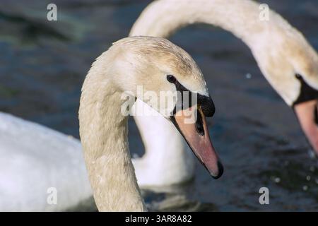Gros plan d'une tête de cygne muet immature (Cygnus olor) au printemps. Les cygnes immatures/juvéniles ont un bec plus pâle et rosé foncé. Banque D'Images
